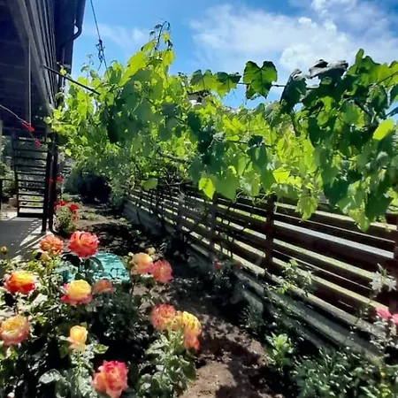 Guest house Casa Calin Vama Veche